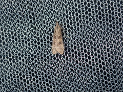 Nomophila corticalis