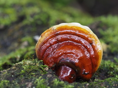 Ganoderma lucidum