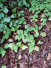 Maianthemum bifolium