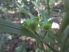 Lilium tsingtauense