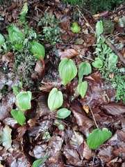 Maianthemum bifolium