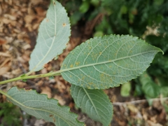 Salix caprea
