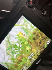 Rhinanthus serotinus