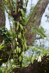 Hoya verticillata