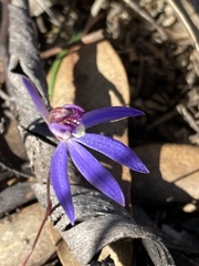 Cyanicula caerulea