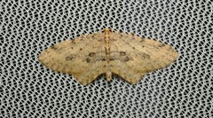 Poecilasthena scoliota