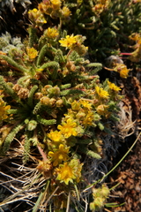 Ivesia lycopodioides