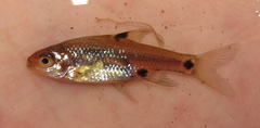 Enteromius haasianus