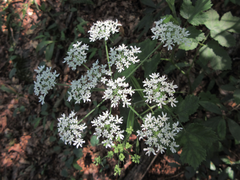 Heracleum moellendorffii