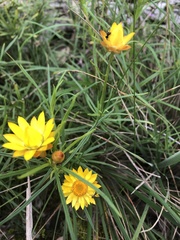Xerochrysum viscosum