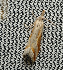 Arotrophora arcuatalis