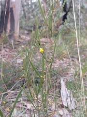 Acacia dawsonii