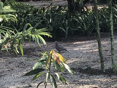 Patagioenas picazuro