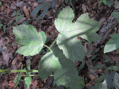 Heracleum moellendorffii