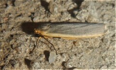 Eilema lurideola