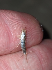 Ctenolepisma longicaudatum