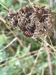 Graphosoma italicum italicum