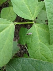 Empidoidea