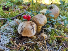 Lyophyllum decastes
