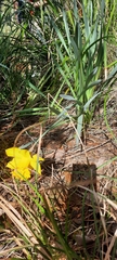 Narcissus