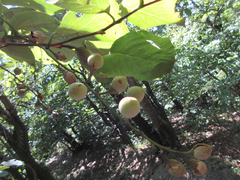 Styrax obassia