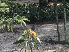 Patagioenas picazuro