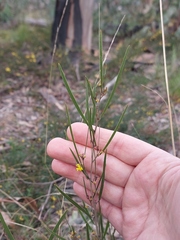 Acacia dawsonii