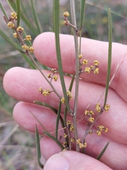 Acacia dawsonii