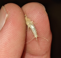 Ctenolepisma longicaudatum