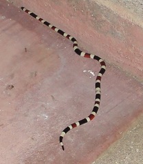 Micruroides euryxanthus