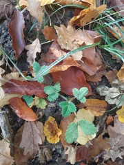 Potentilla micrantha