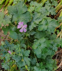 Geranium versicolor