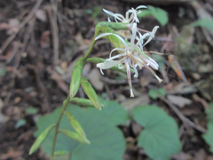 Ainsliaea acerifolia