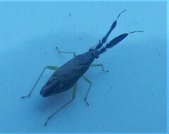 Heterotoma planicornis