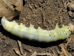 Noctuoidea