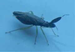 Heterotoma planicornis