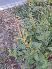 Amaranthus