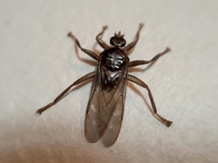 Pseudolynchia canariensis