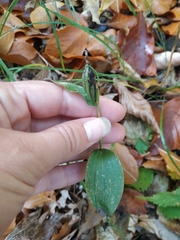 Cephalanthera damasonium