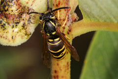 Vespula vidua