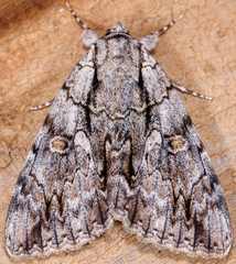 Catocala retecta