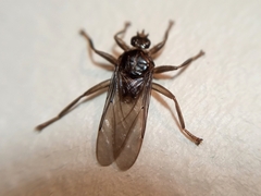 Pseudolynchia canariensis