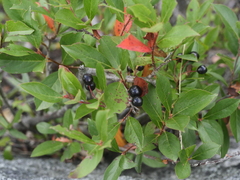 Aronia melanocarpa