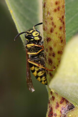 Vespula vidua