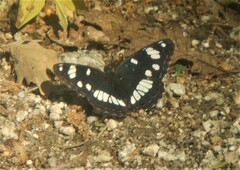 Limenitis reducta