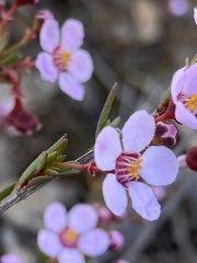 Euryomyrtus ramosissima