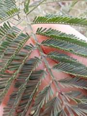 Acacia dealbata