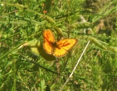 Lycaena virgaureae
