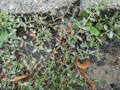 Polygonum arenastrum