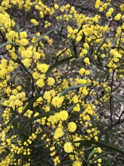 Phyllodineae